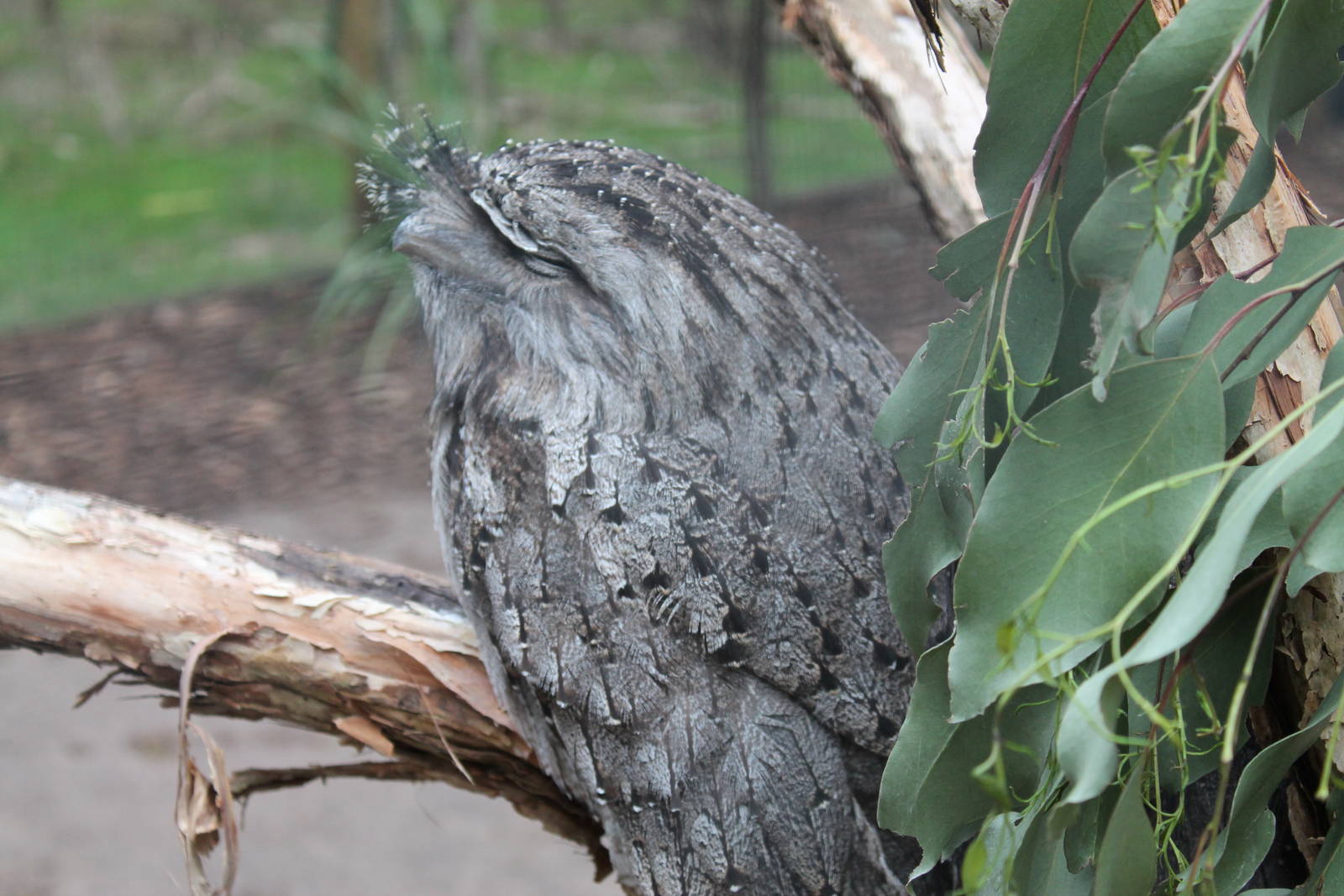 tawny frogmouth (Podargus strigoides)