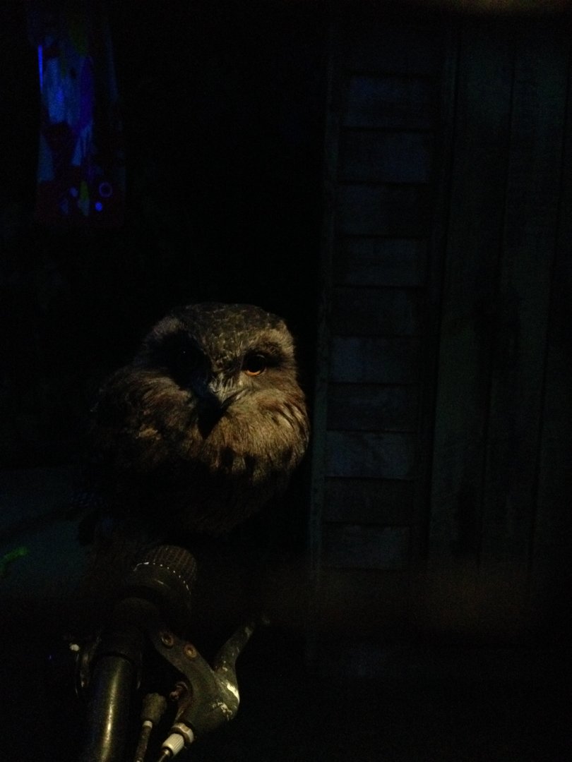 Tawny Frogmouth (Podargus strigoides)