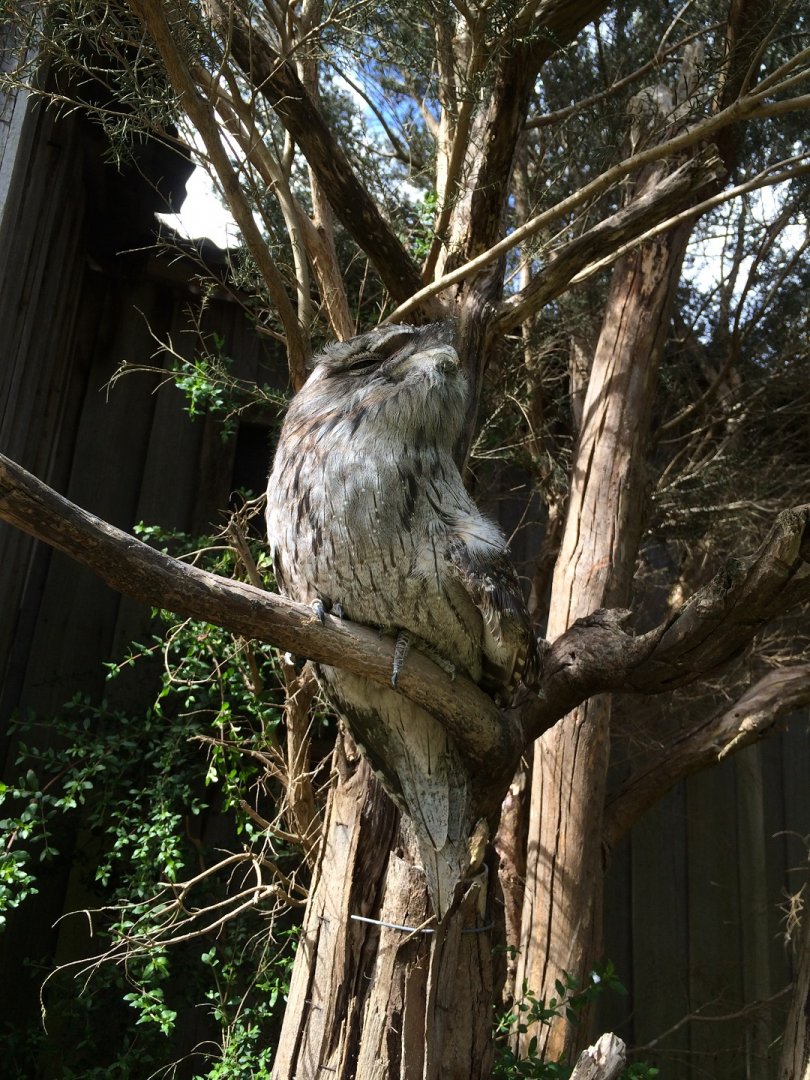 Tawny Frogmouth (Podargus strigoides)