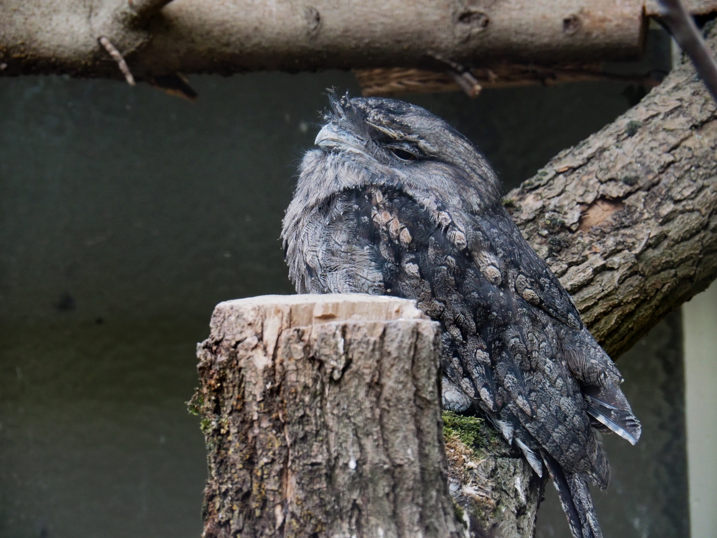 Tawny frogmouth (Podargus strigoides)