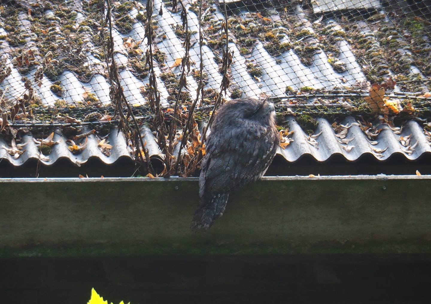 Tawny frogmouth (Podargus strigoides)
