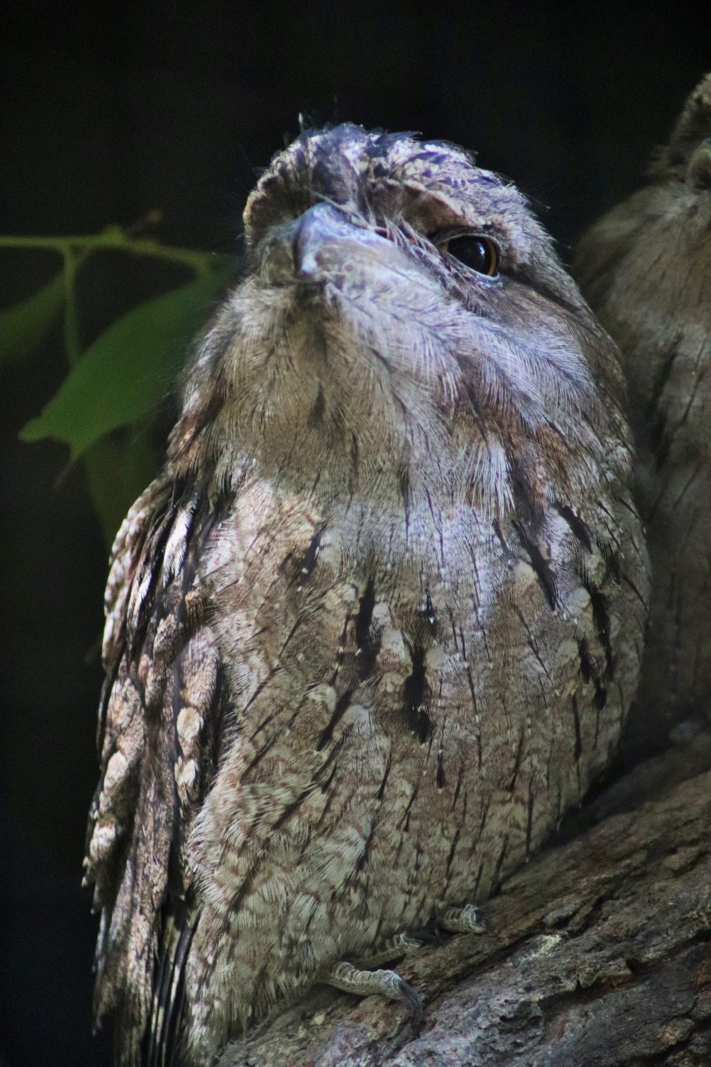 Tawny Frogmouth (Podargus strigoides)