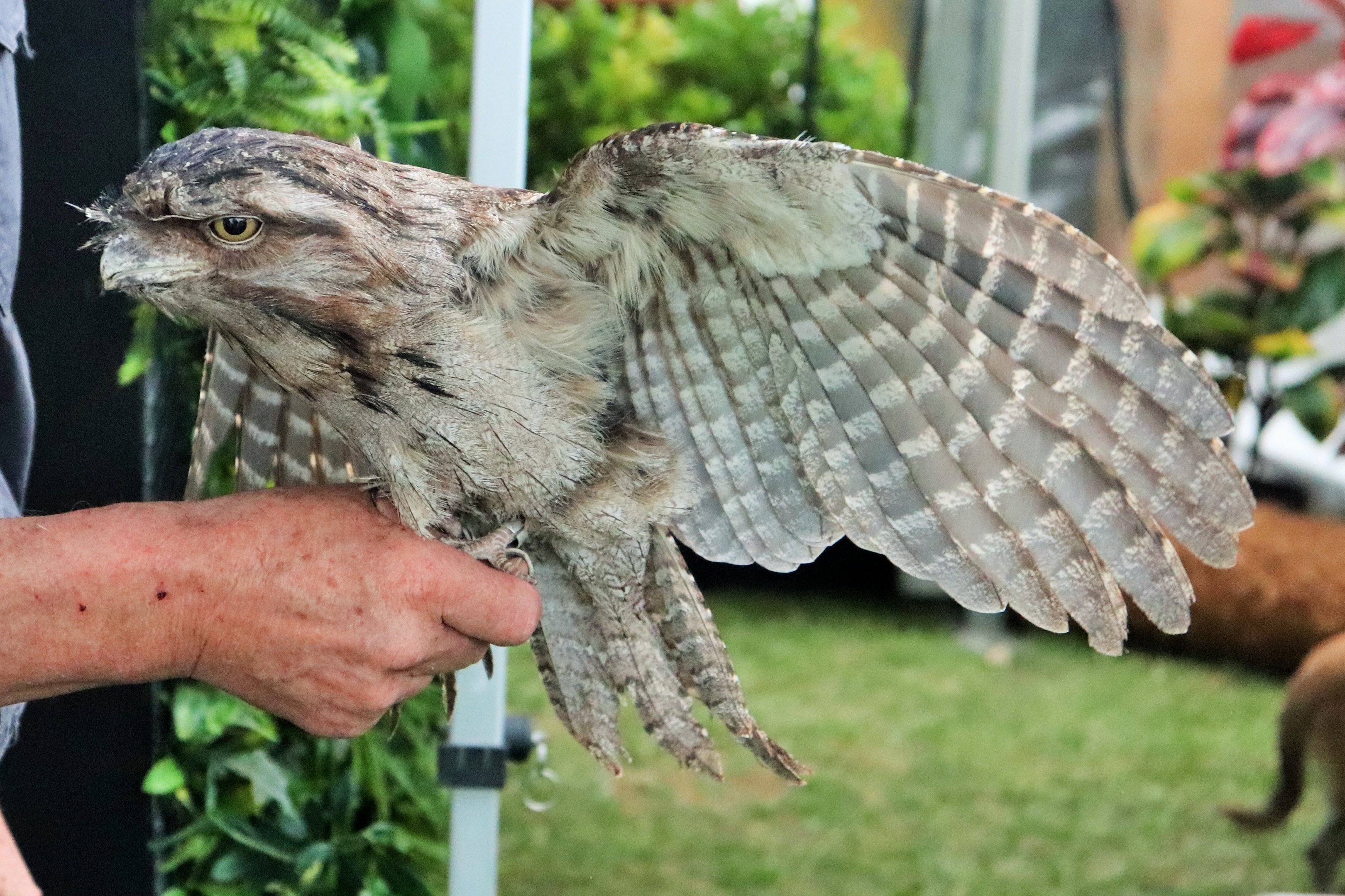 Tawny Frogmouth (Podargus strigoides)