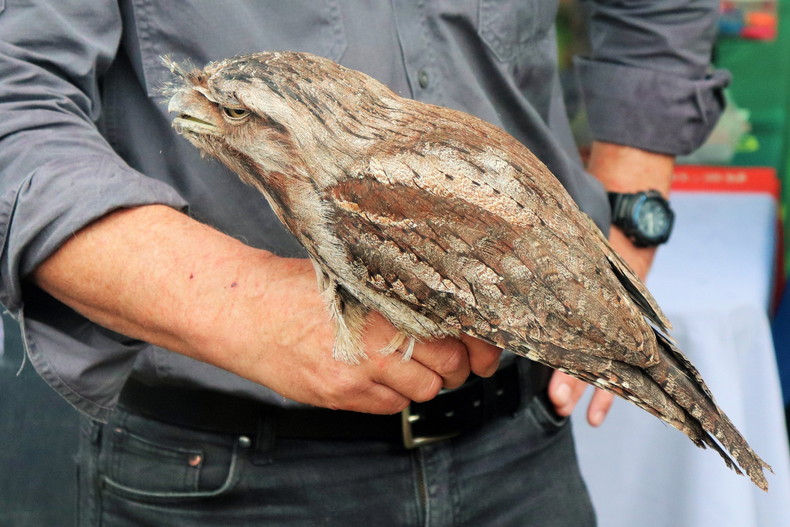 Tawny Frogmouth (Podargus strigoides)