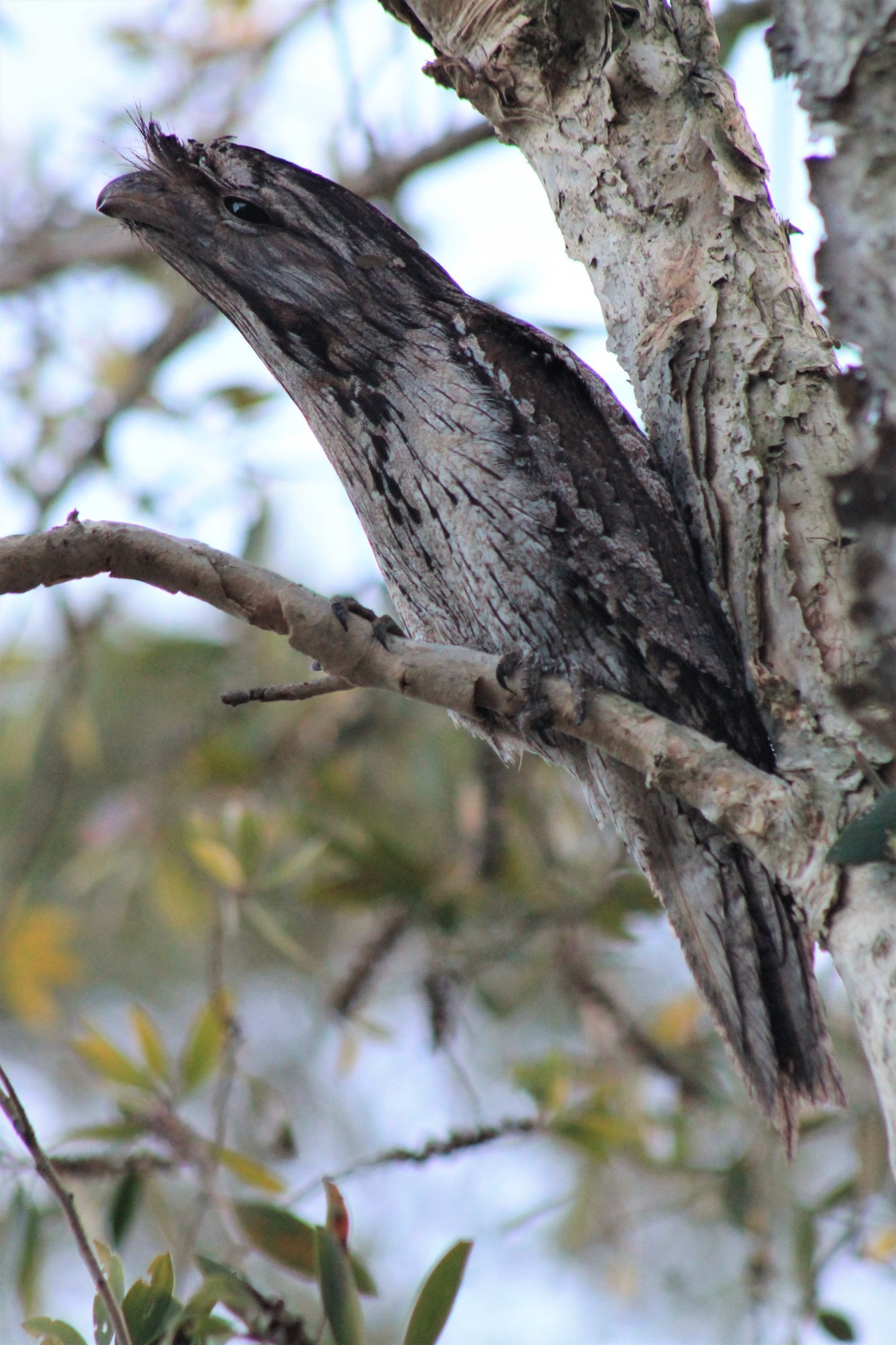 Tawny Frogmouth (Podargus strigoides)