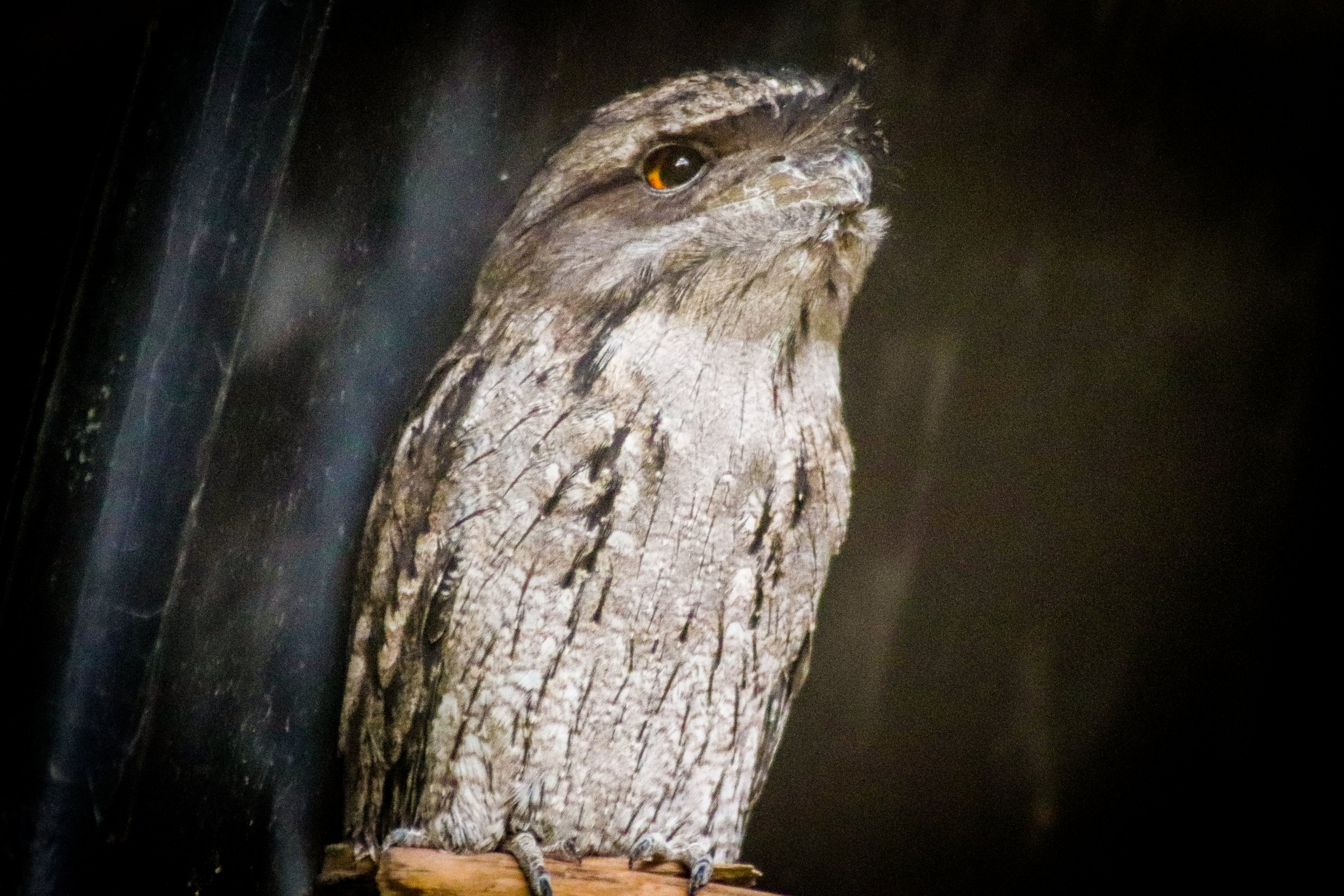 Tawny Frogmouth (Podargus strigoides)
