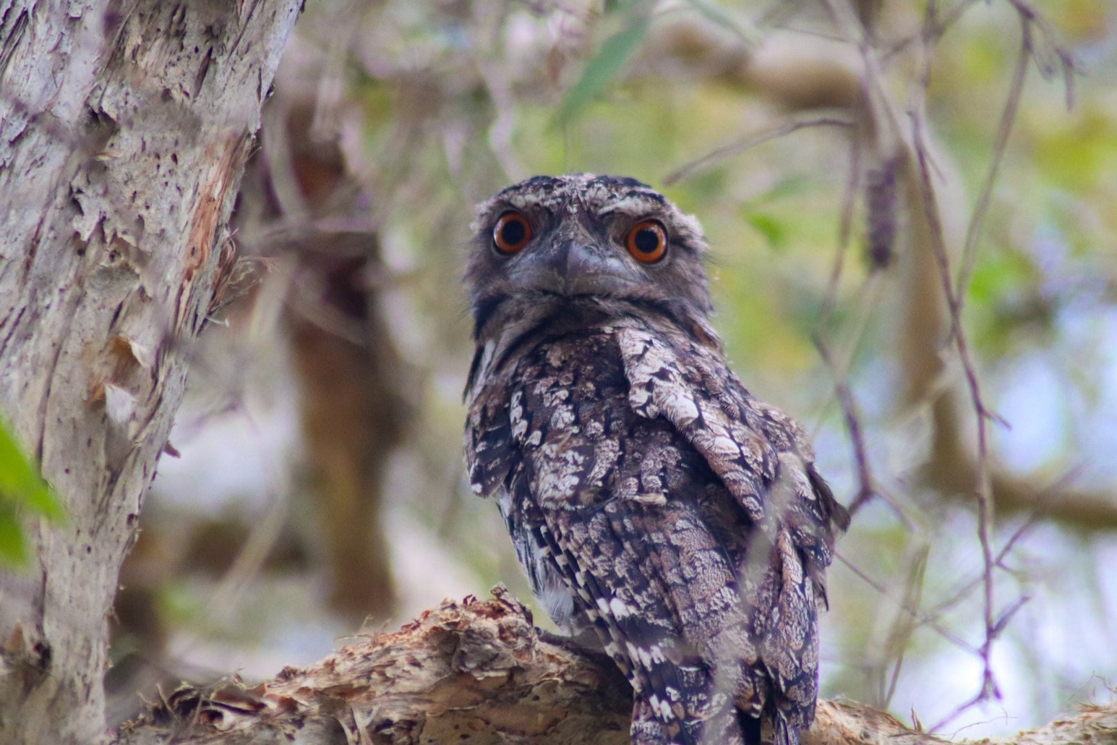 Tawny Frogmouth (Podargus strigoides)