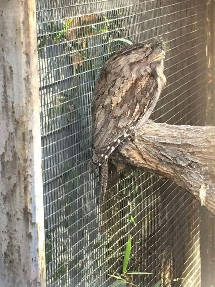 Tawny frogmouth (Podargus strigoides)