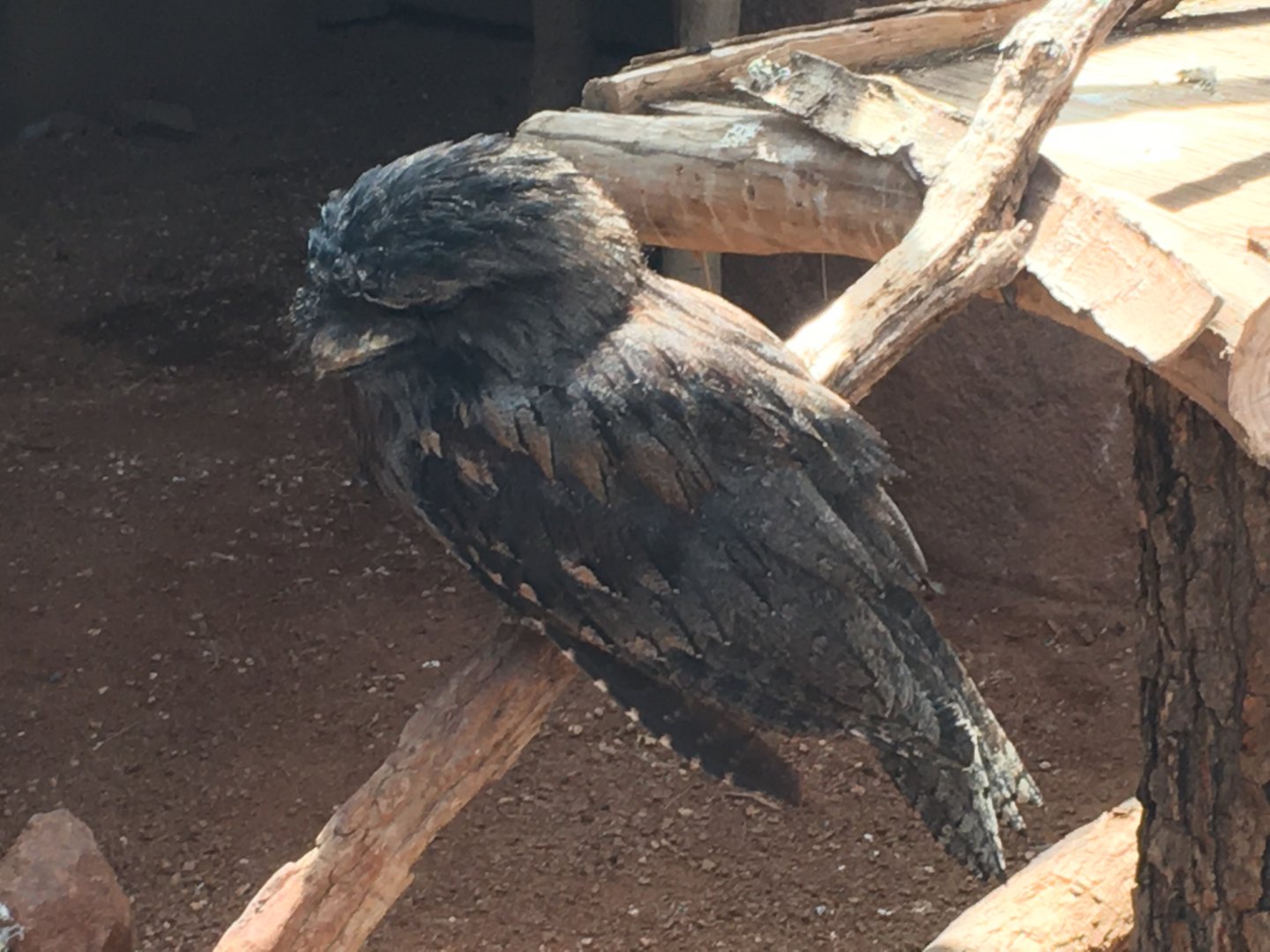 Tawny Frogmouth (Podargus strigoides)