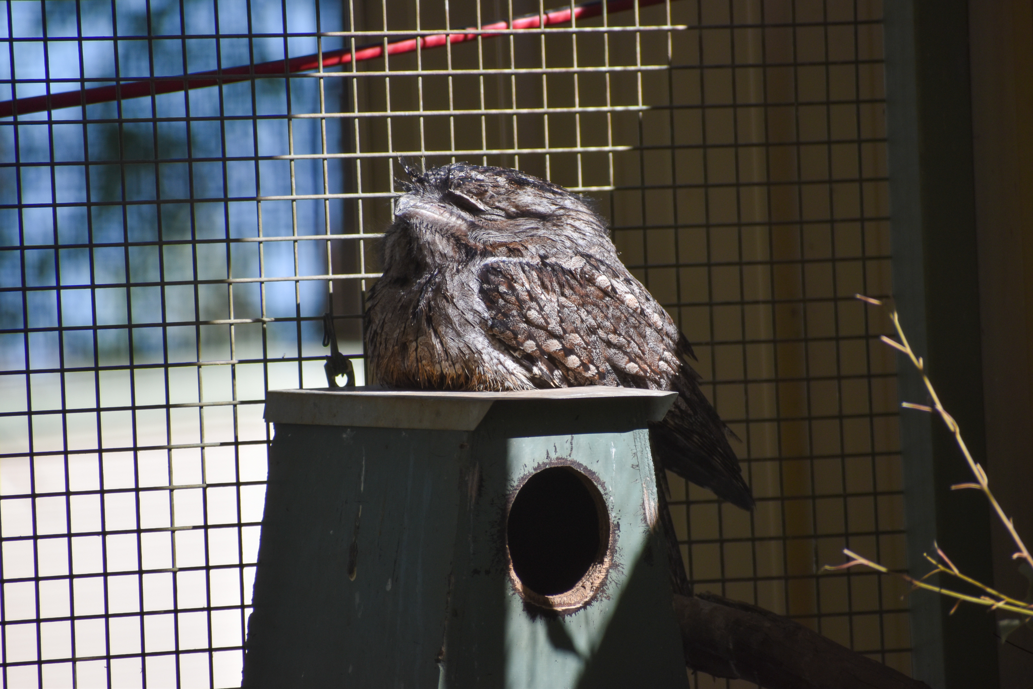Tawny Frogmouth (Podargus strigoides)