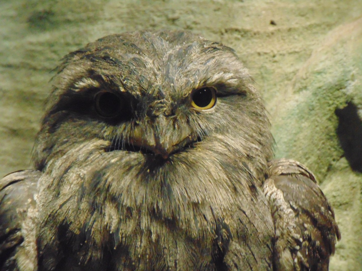 Tawny Frogmouth (Podargus strigoides)