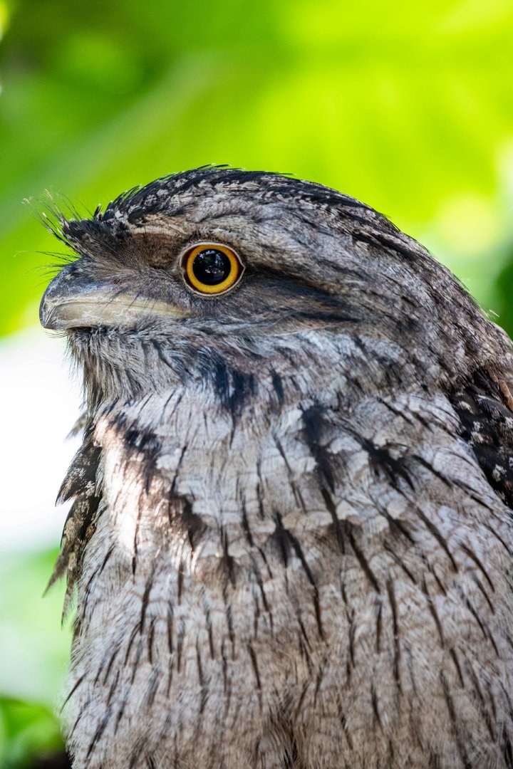 tawny frogmouth (Podargus strigoides)