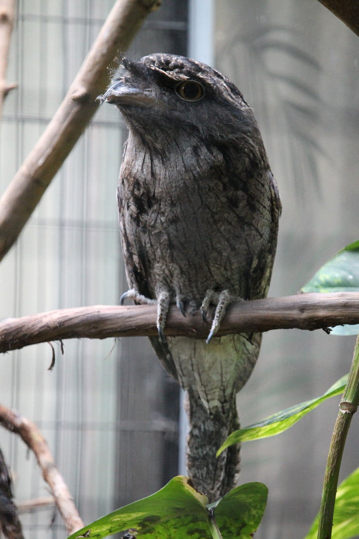 Tawny Frogmouth (Podargus strigoides)