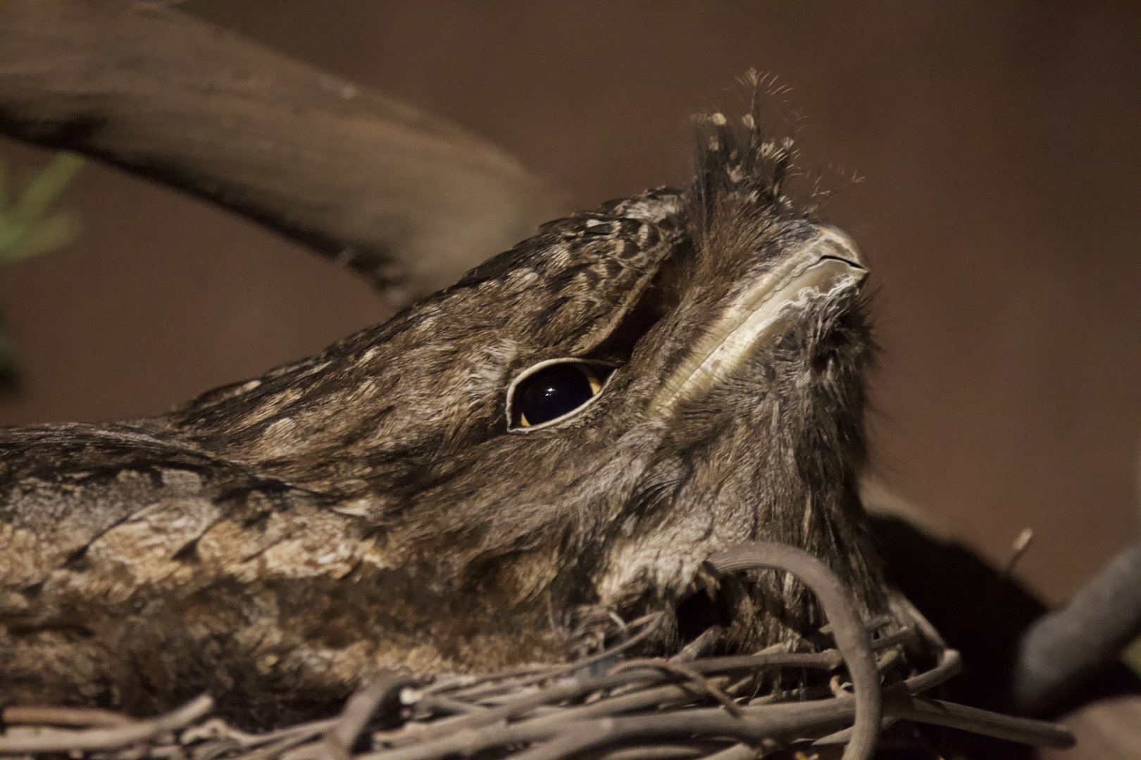 Tawny Frogmouth/ Podargus strigoides