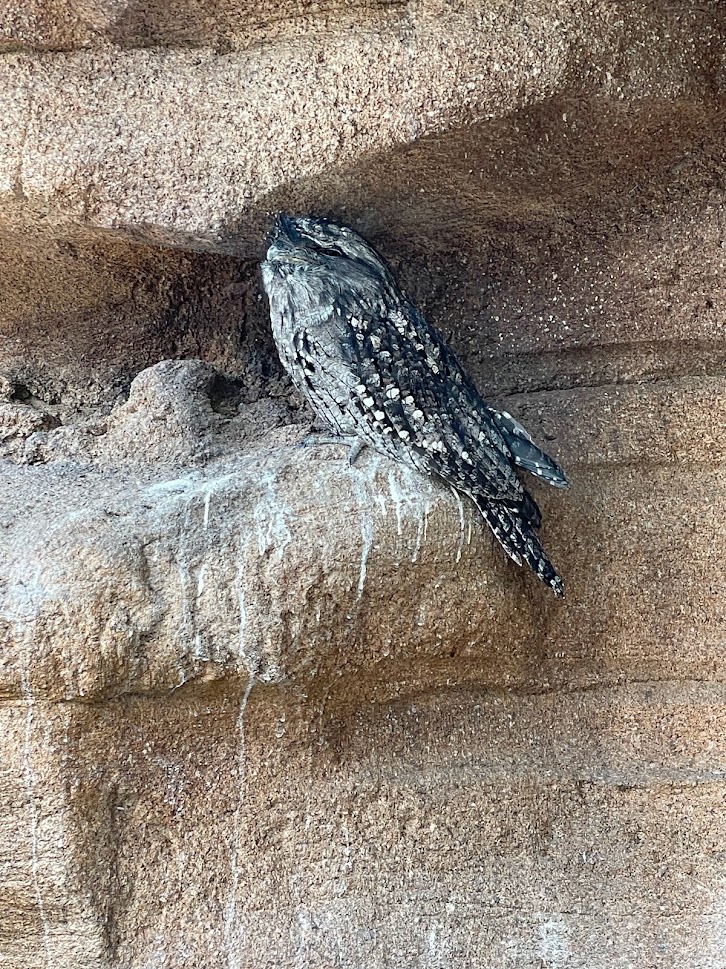 Tawny frogmouth (Podargus strigoides)