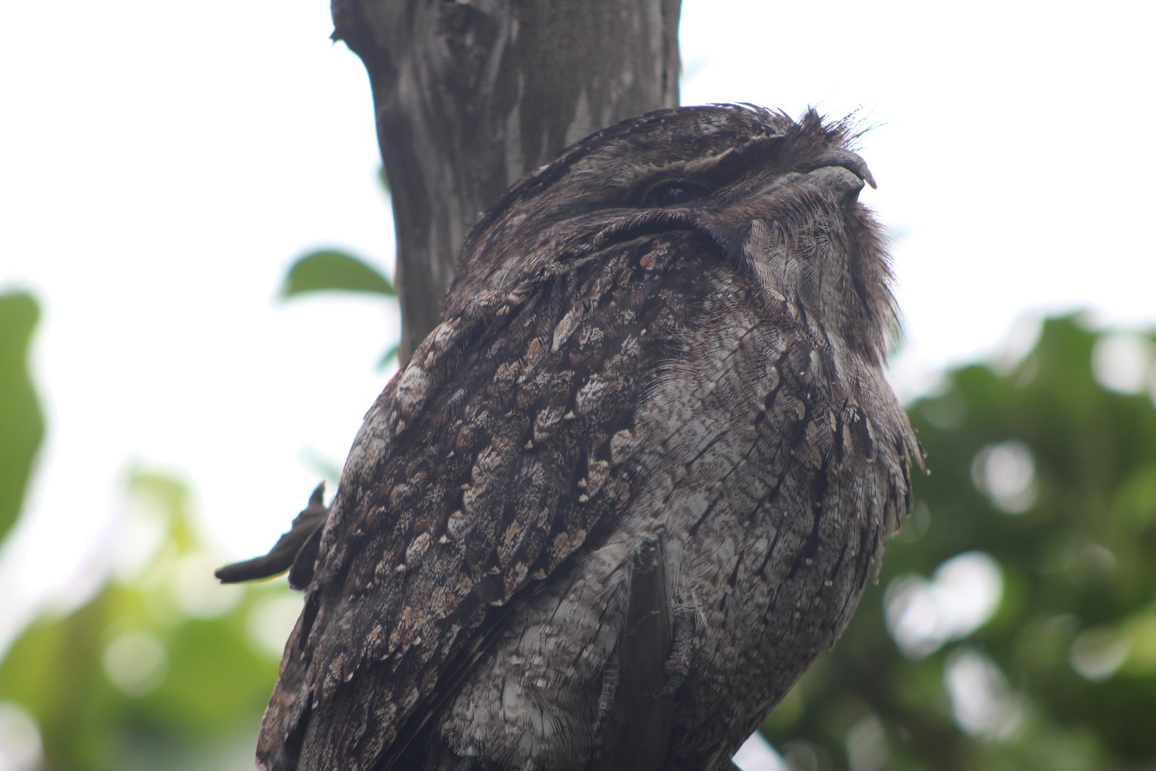 Tawny Frogmouth (Podargus strigoides)