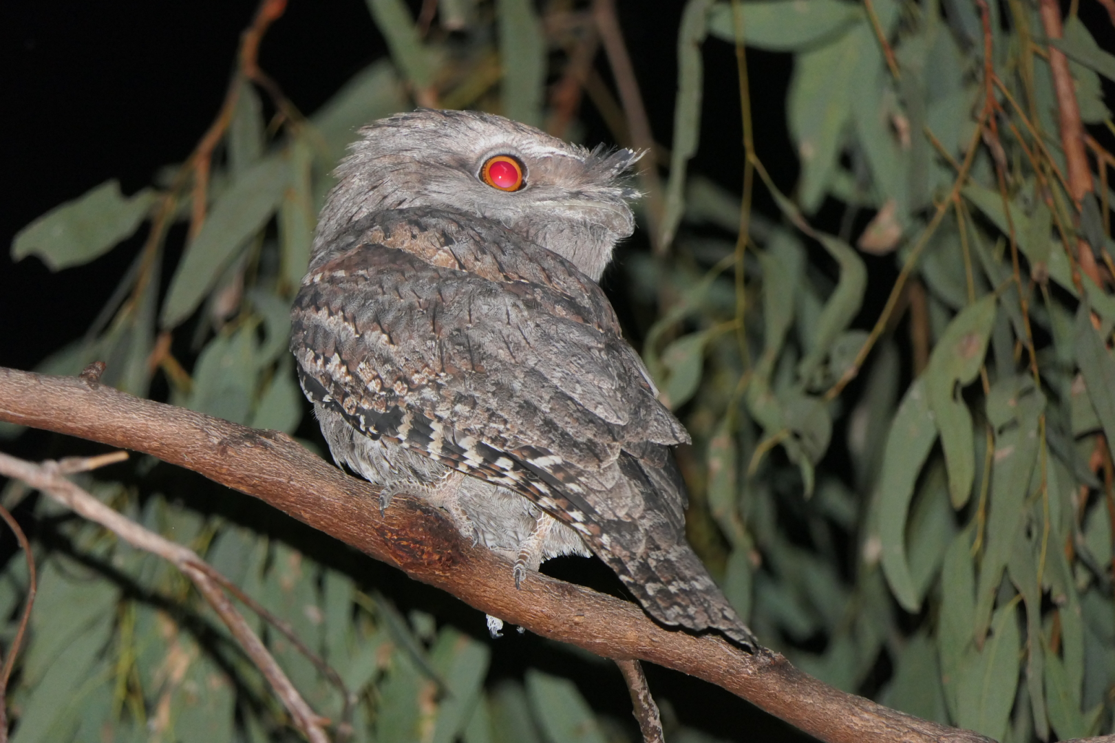 Tawny Frogmouth (Podargus strigoides)