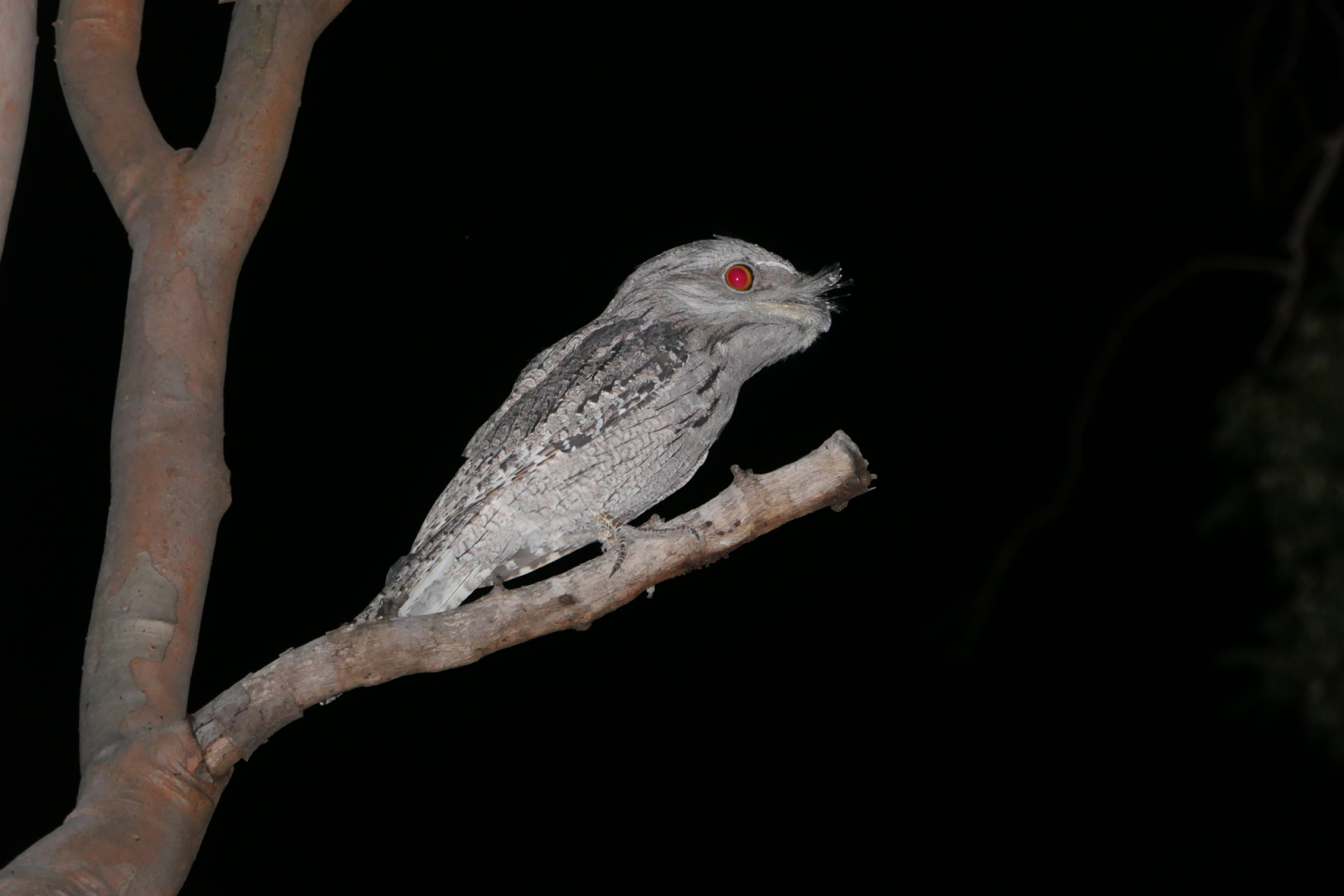 Tawny Frogmouth (Podargus strigoides)