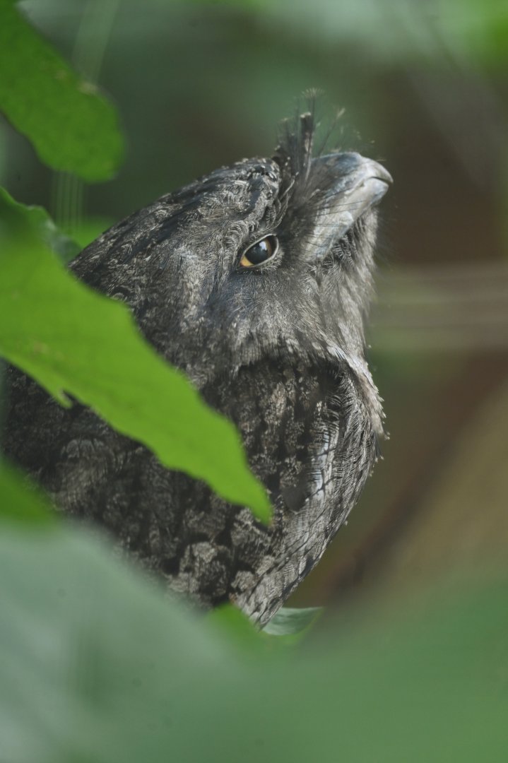 Tawny Frogmouth Podargus strigoides