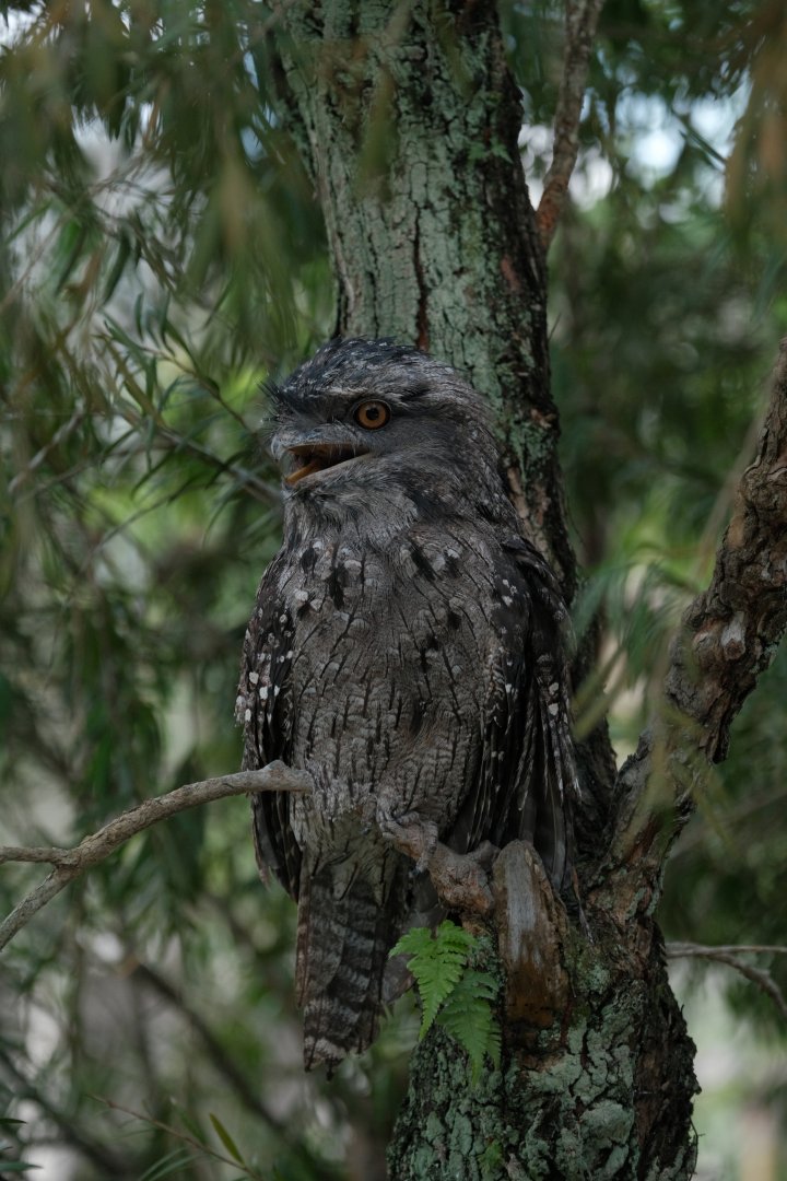 Tawny Frogmouth (Podargus strigoides)