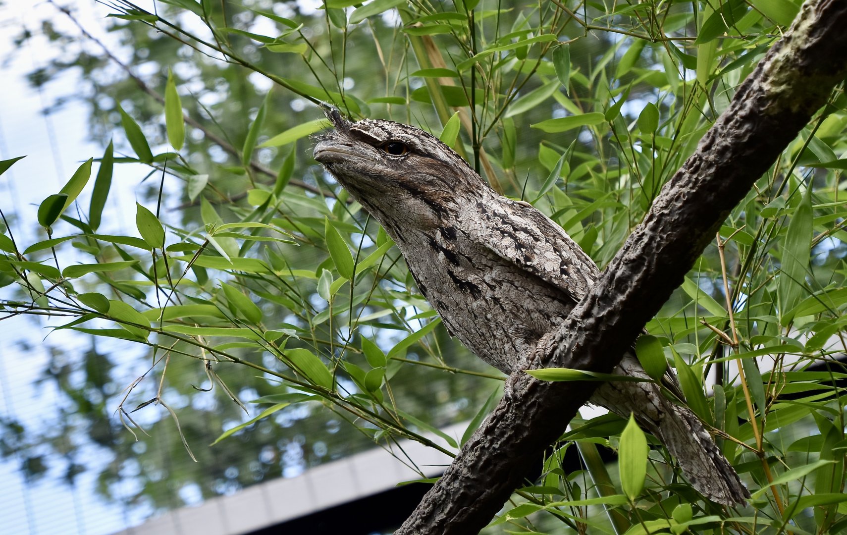 Tawny Frogmouth (Podargus strigoides)