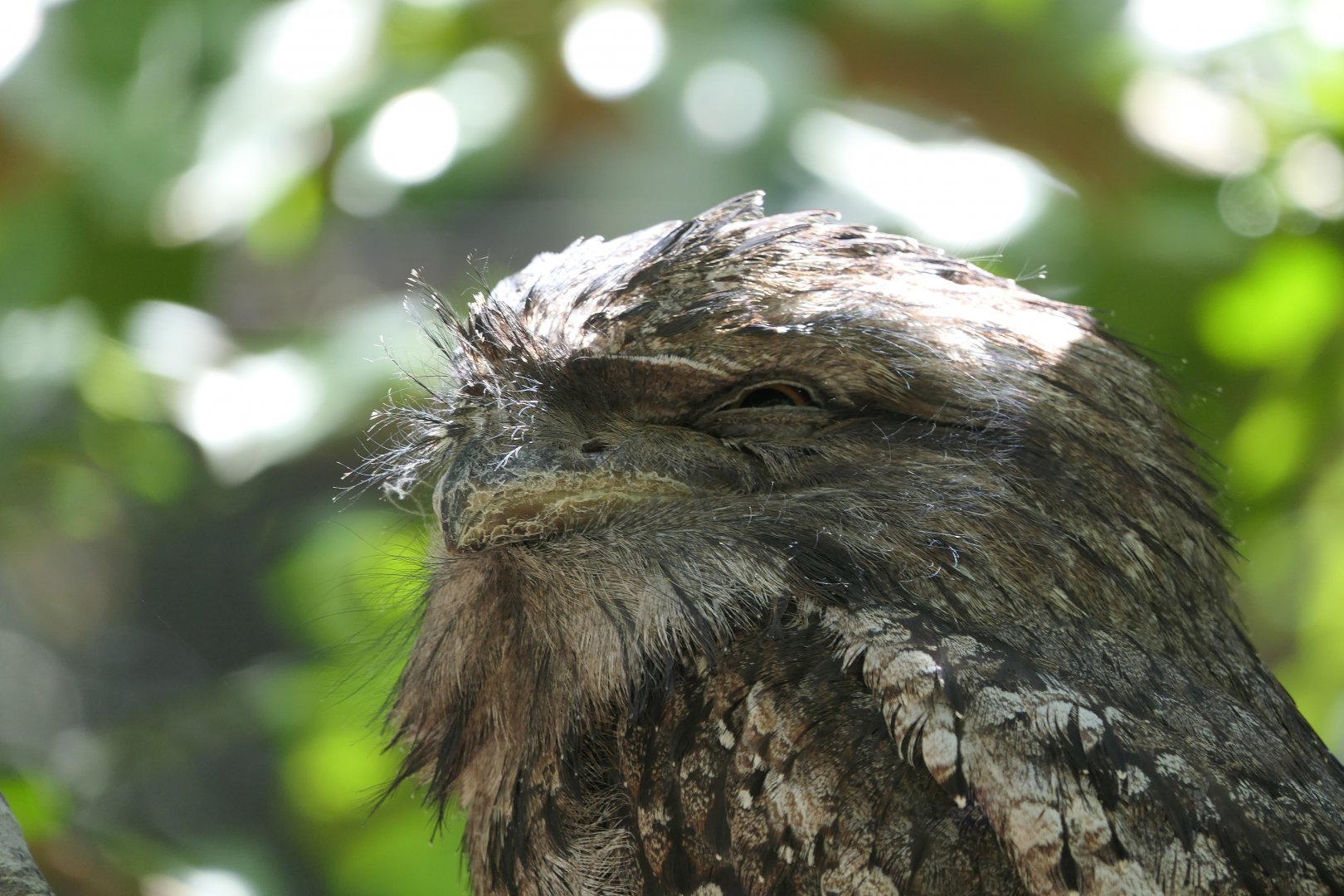 Tawny Frogmouth (Podargus strigoides)