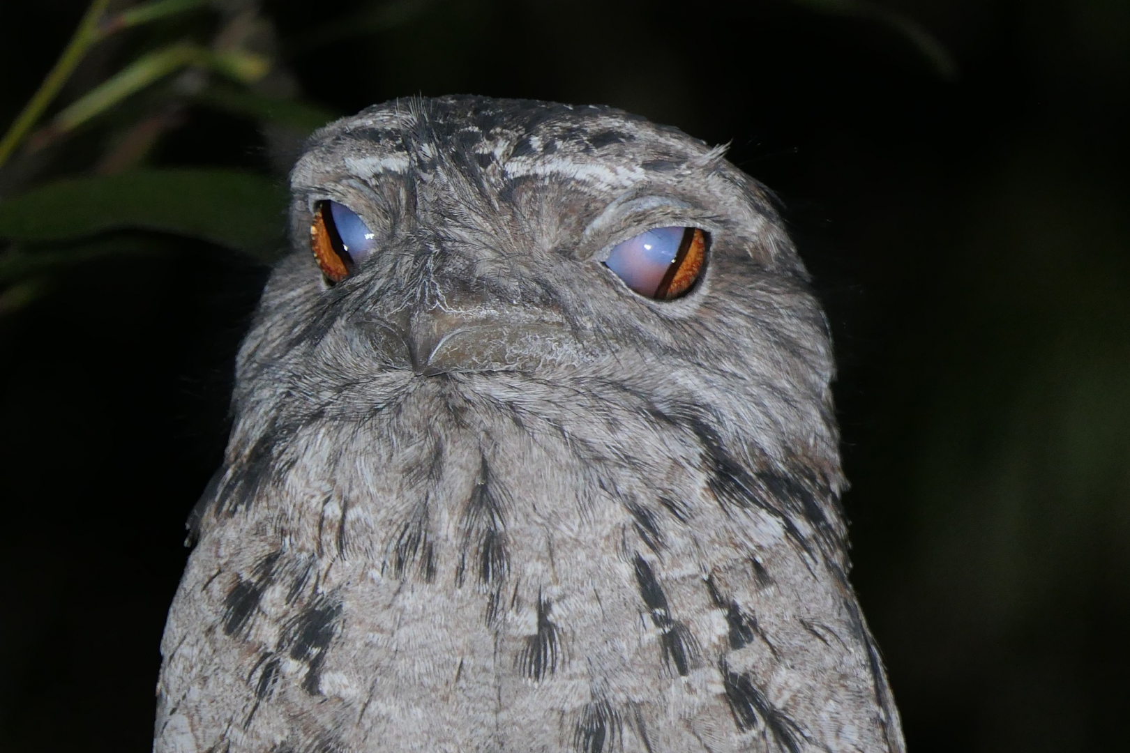 Tawny Frogmouth (Podargus strigoides)