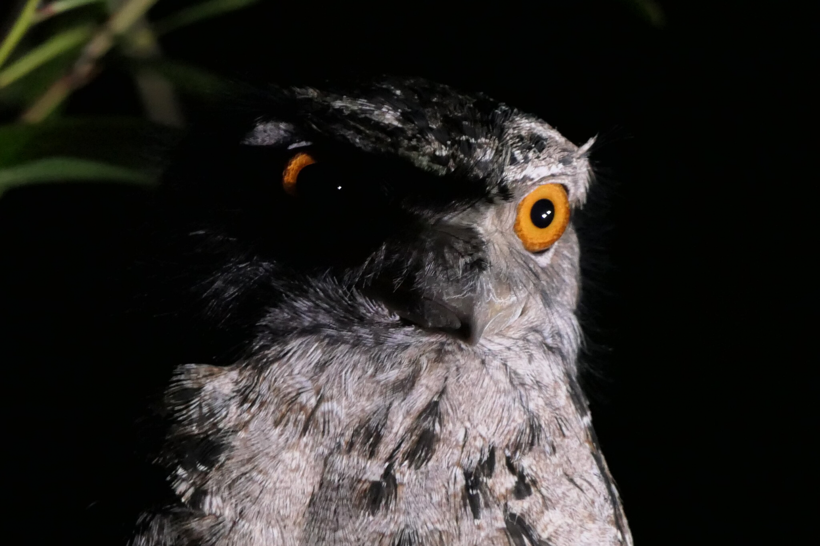 Tawny Frogmouth (Podargus strigoides)