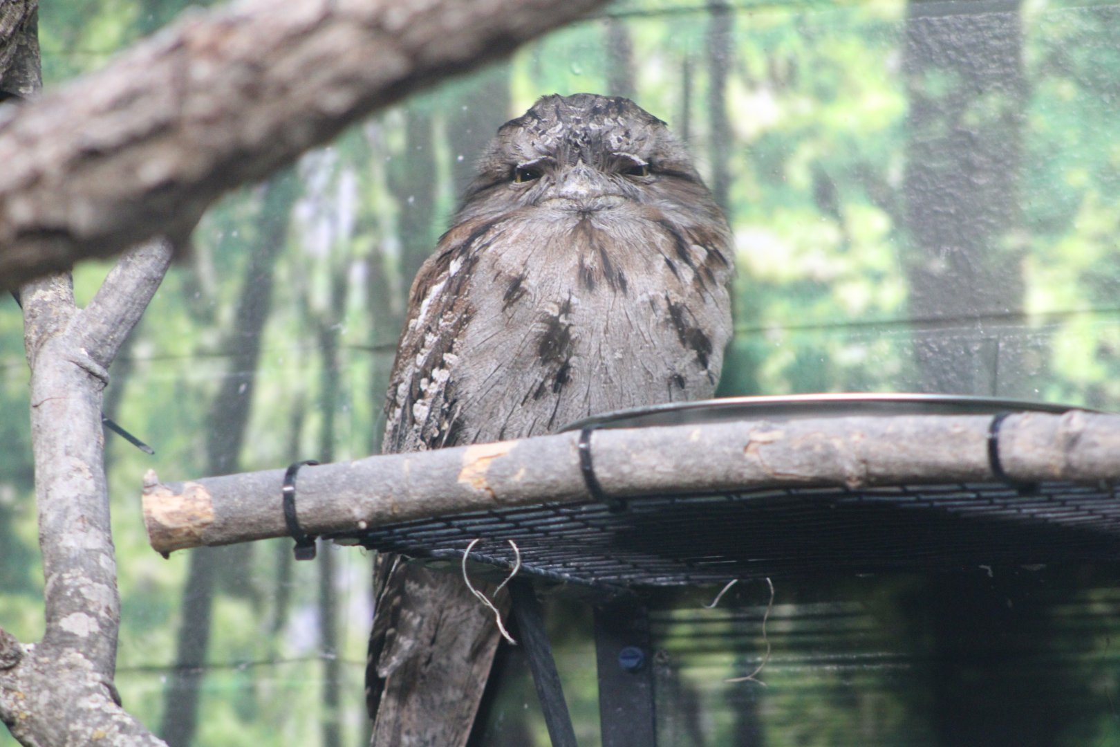 Tawny Frogmouth (Podargus strigoides)