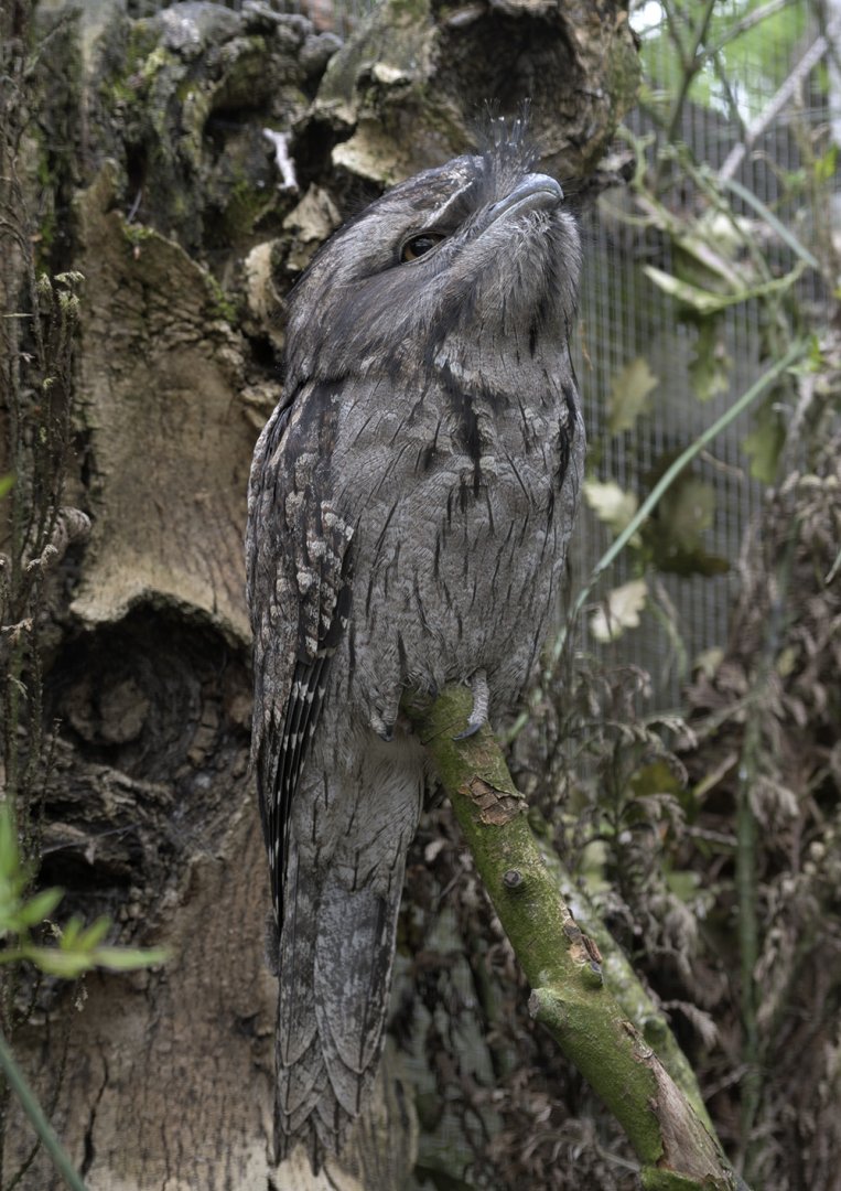 Tawny frogmouth posing