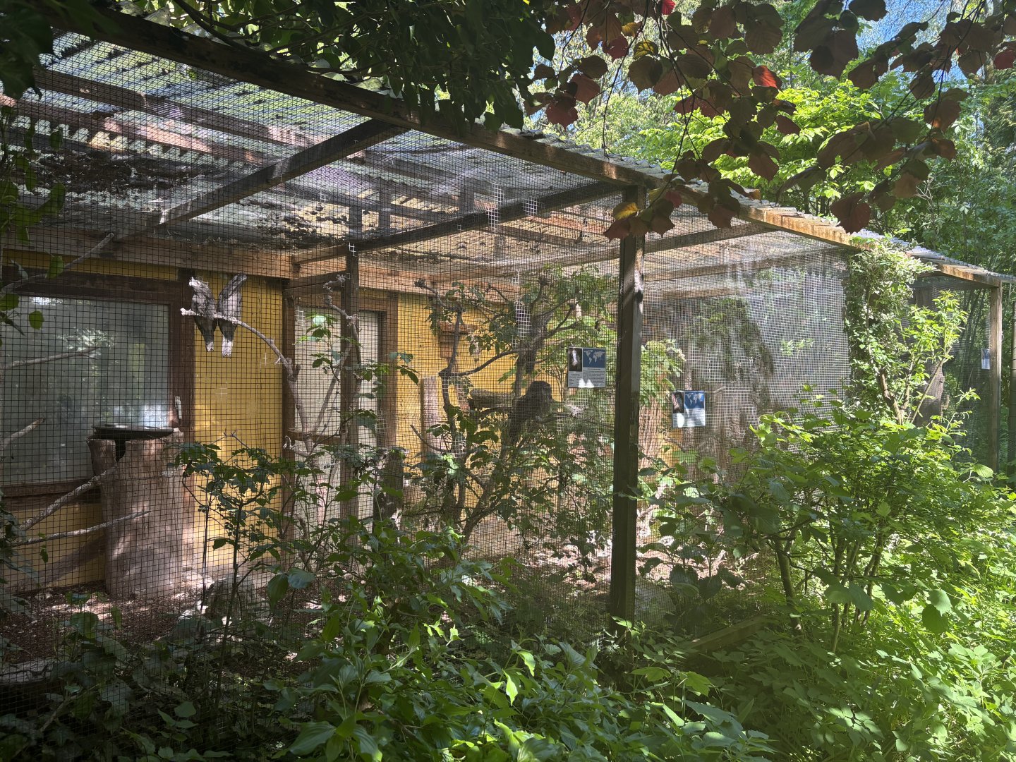 Tawny frogmouth rows