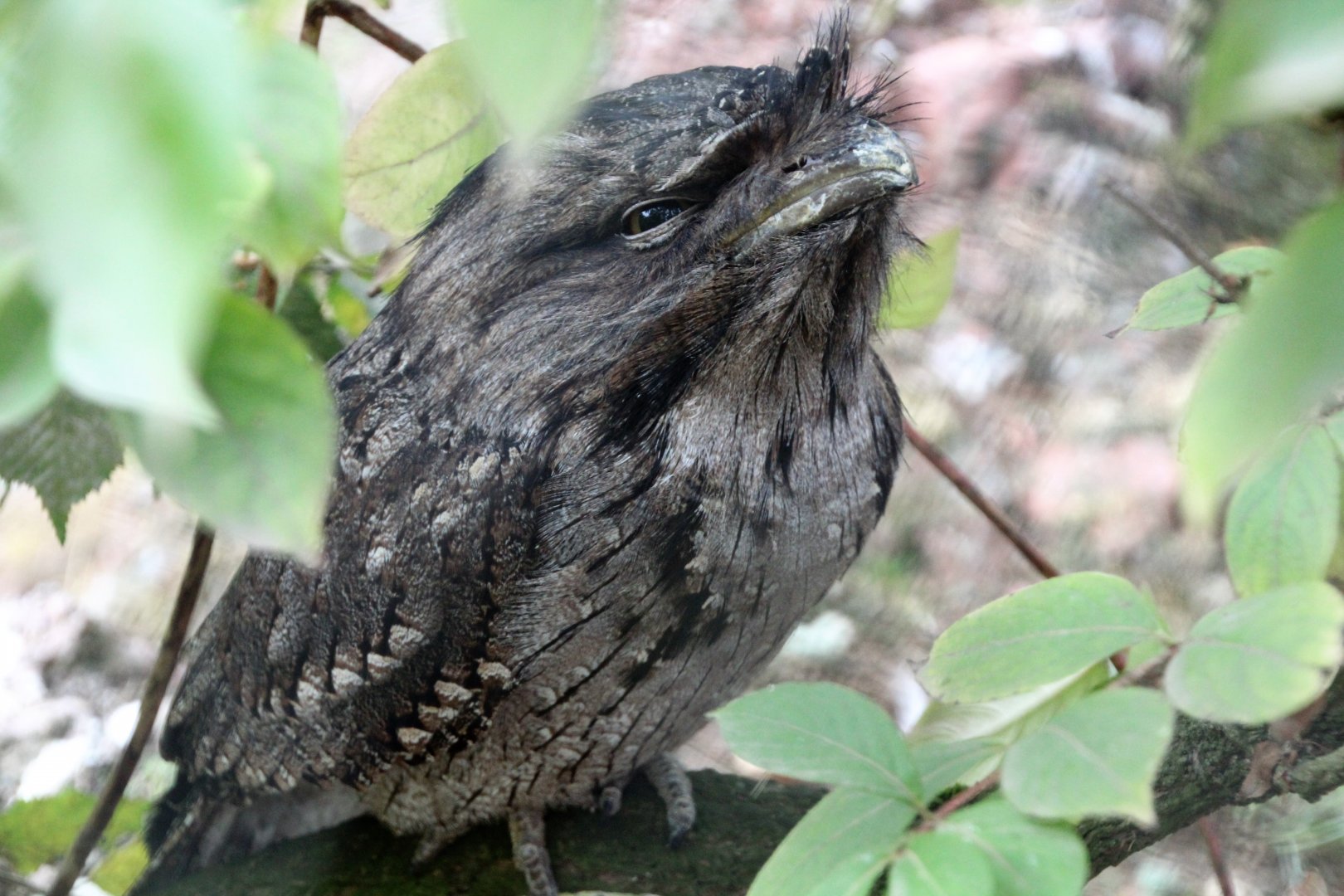 Tawny Frogmouth - September 2018