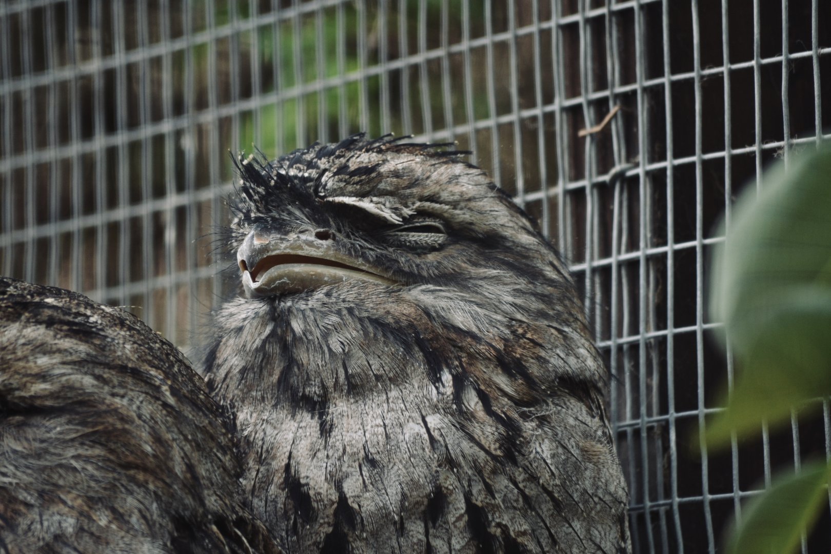 Tawny Frogmouth - September 2020