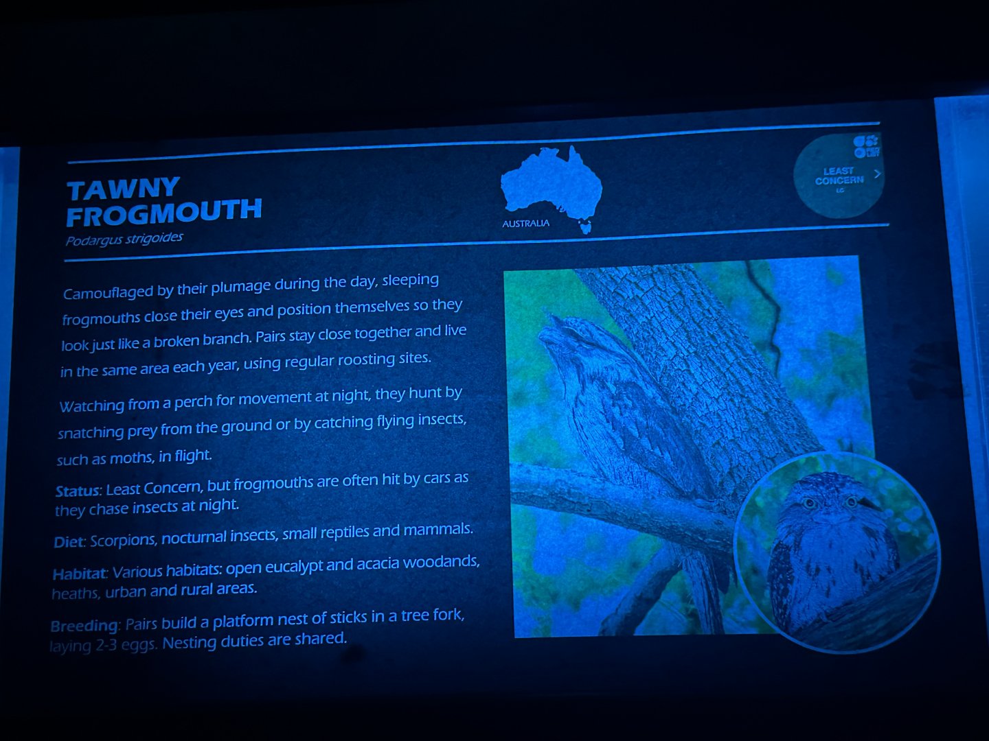 Tawny frogmouth signage