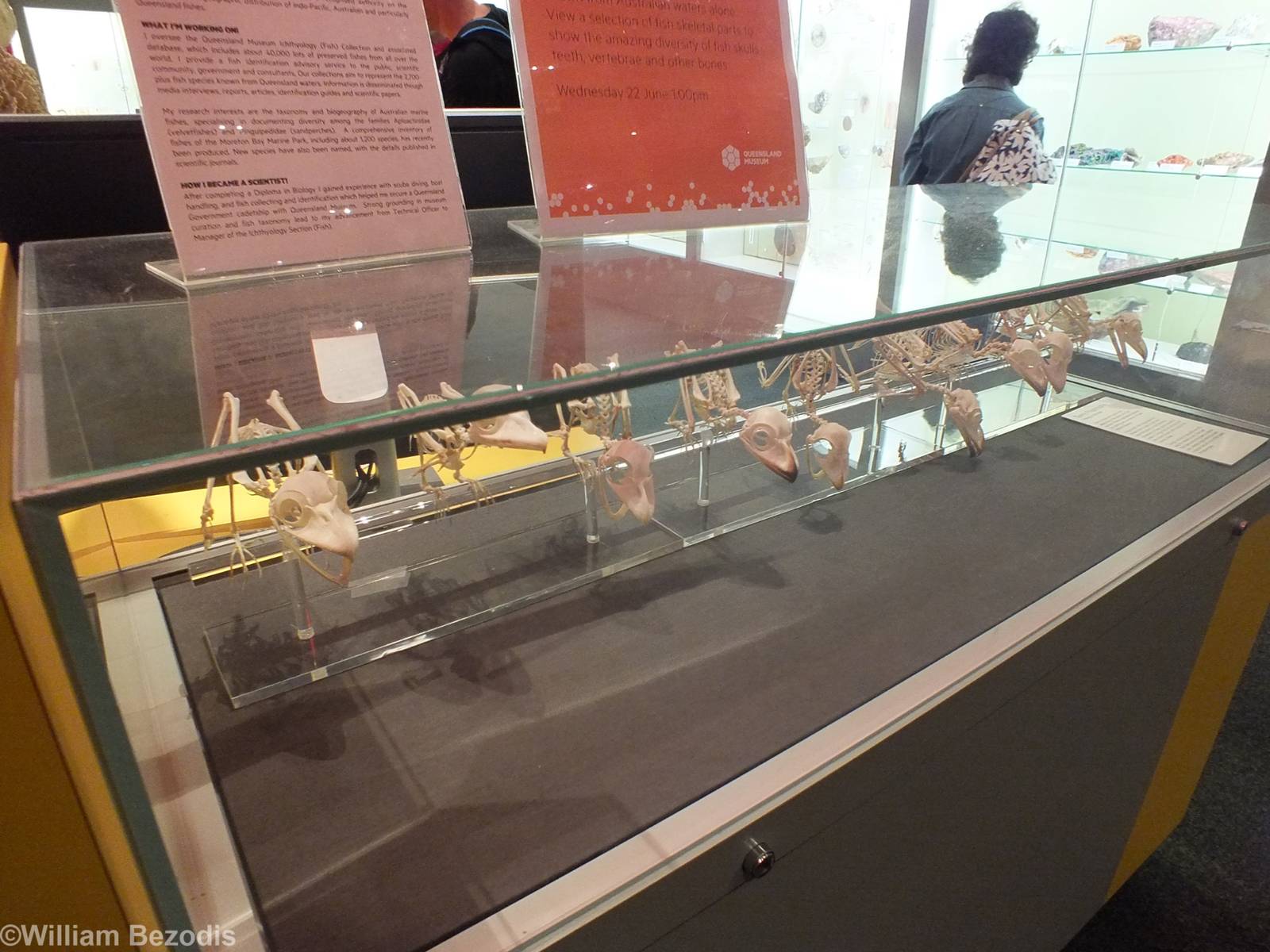 Tawny Frogmouth Skeletons - Queensland Museum