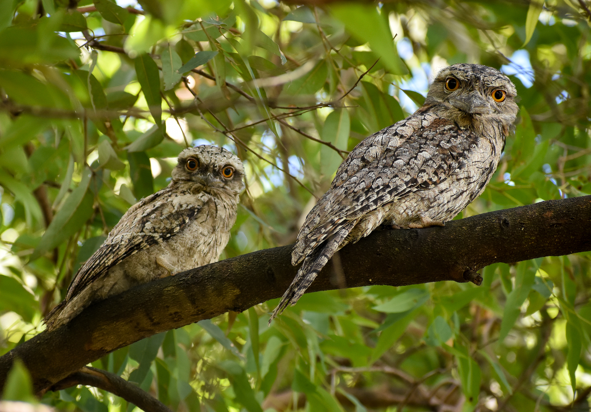 Tawny Frogmouth with chick
