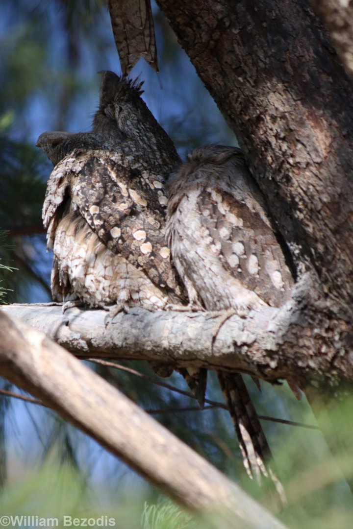 Tawny Frogmouth Yawning, Darwin