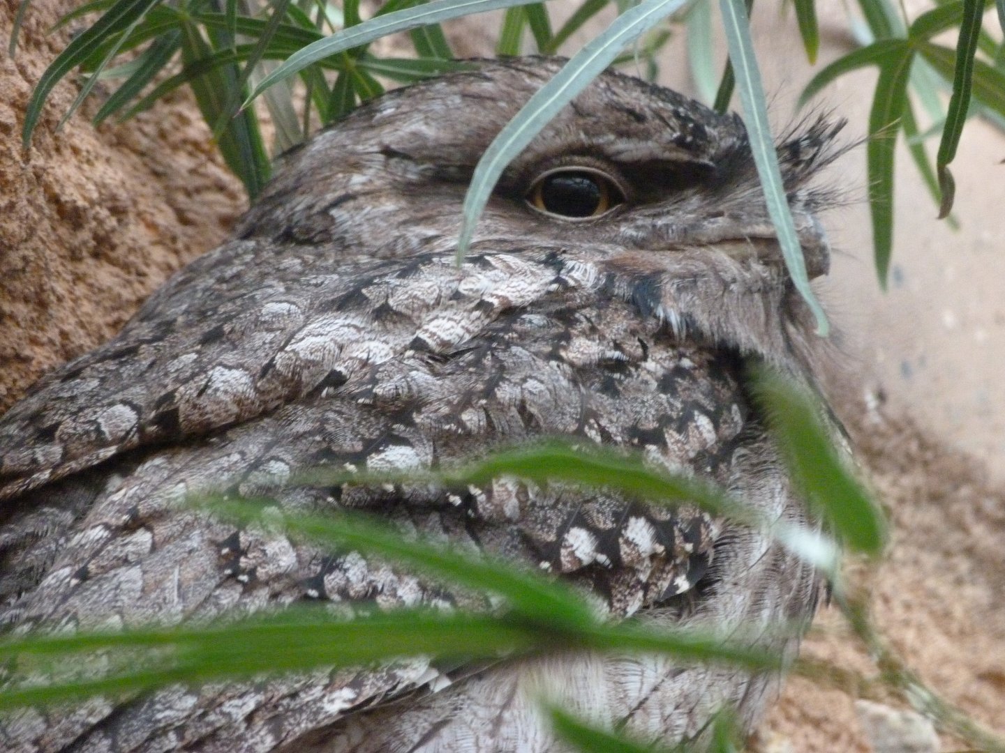 Tawny frogmouth -Zoologischer Garten Berlin (2024)
