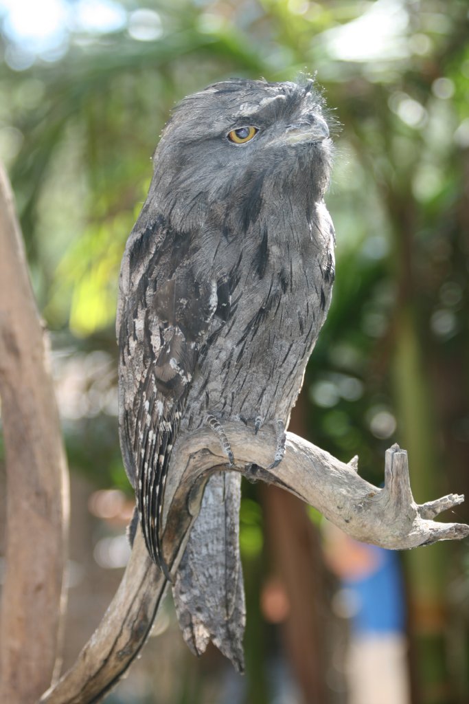 Tawny Frogmouth