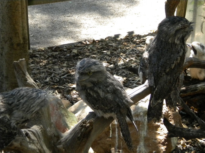 Tawny frogmouth.