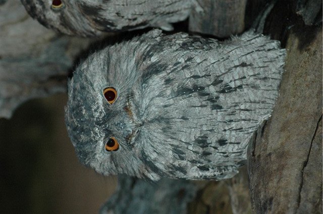 Tawny Frogmouth