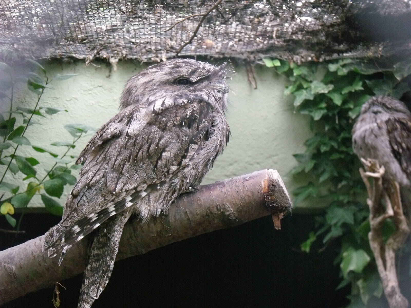 Tawny Frogmouth