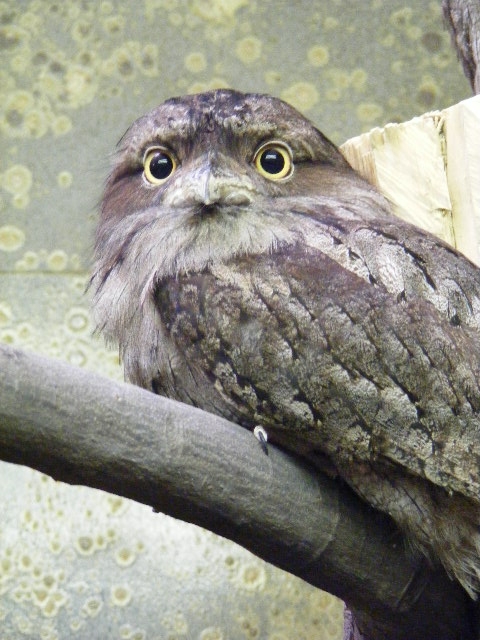 Tawny frogmouth