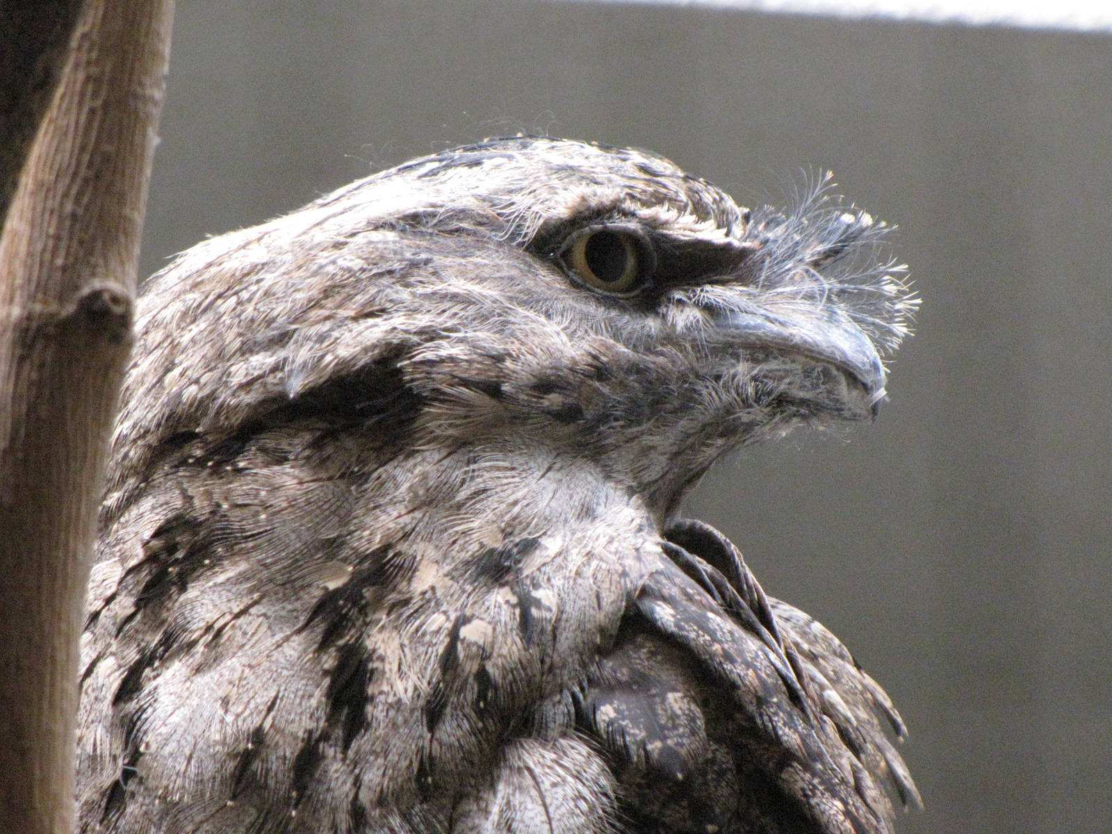 Tawny Frogmouth