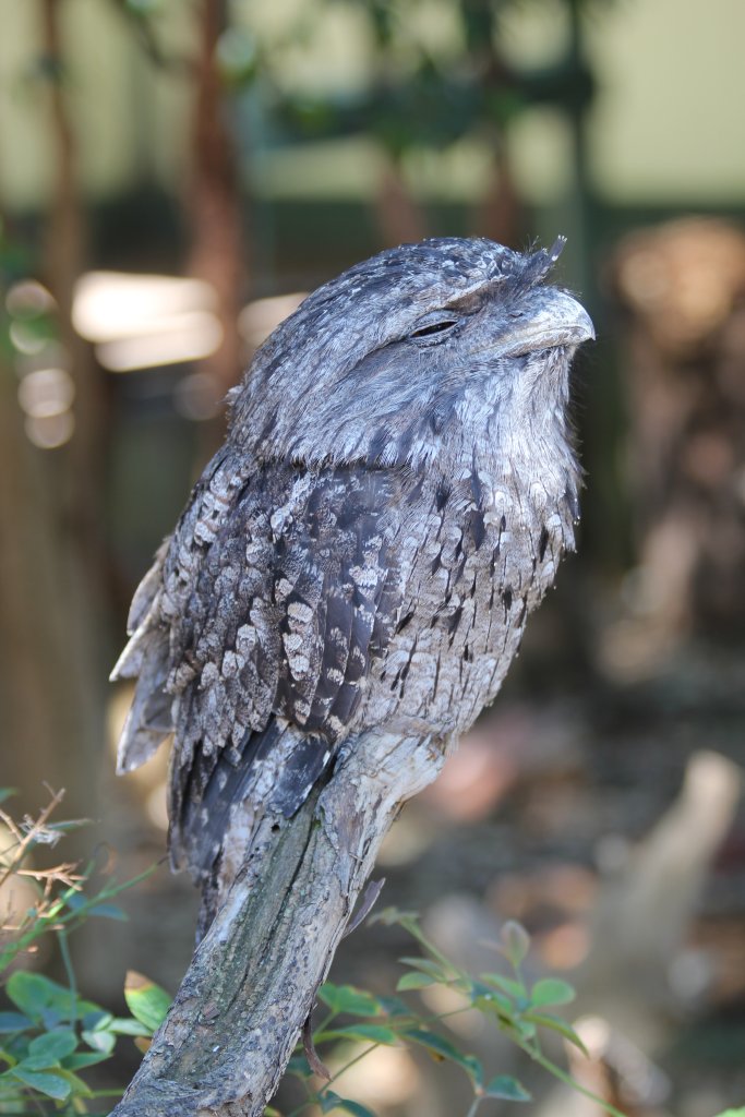 Tawny Frogmouth