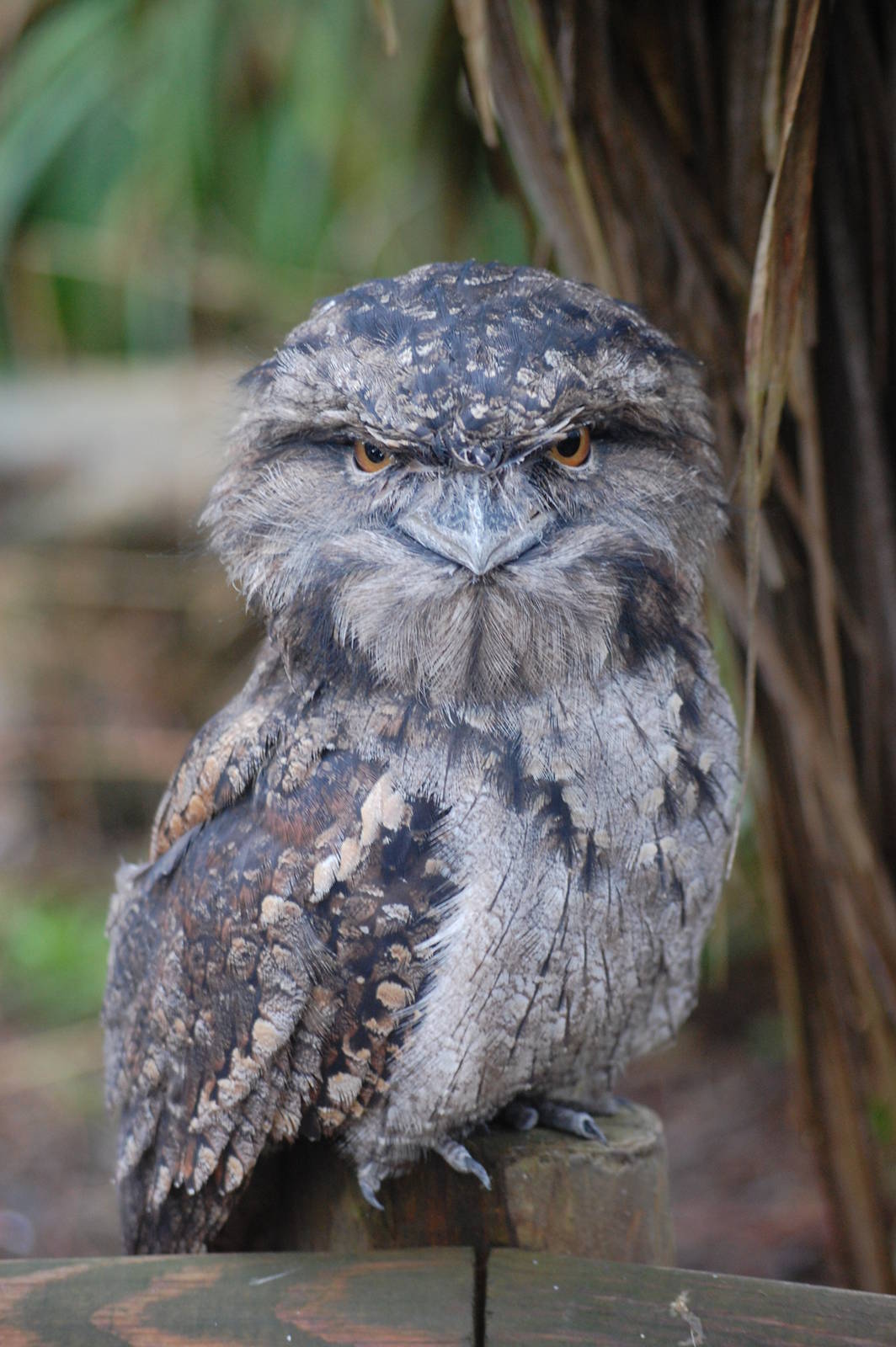 Tawny Frogmouth