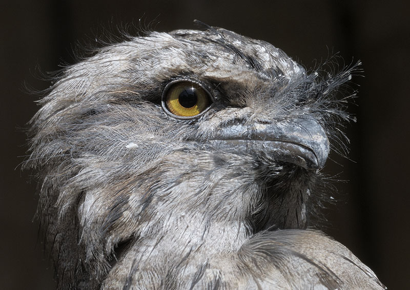 Tawny frogmouth