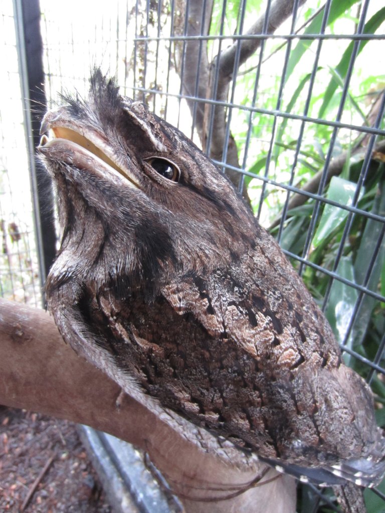 Tawny Frogmouth