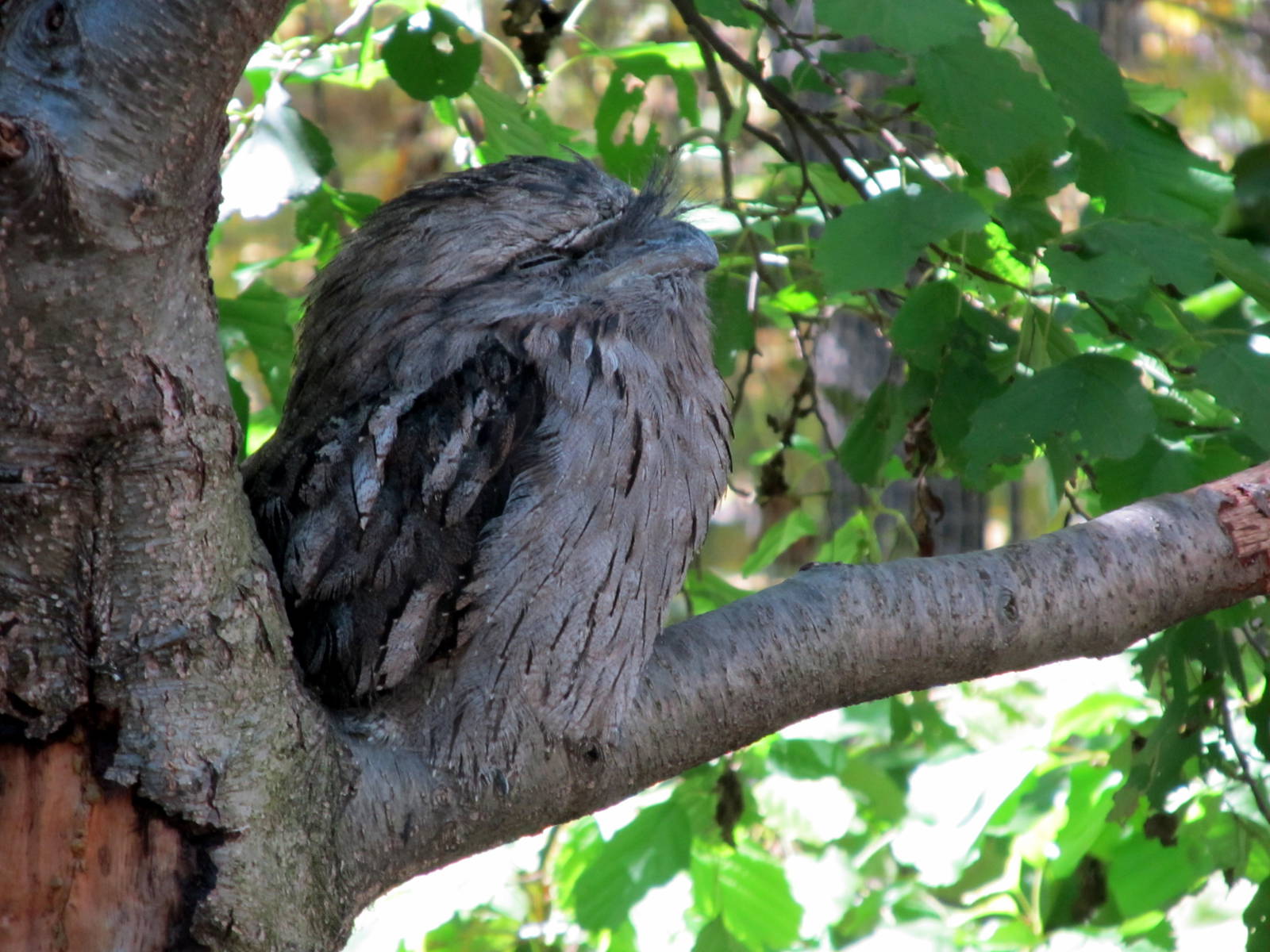 Tawny Frogmouth