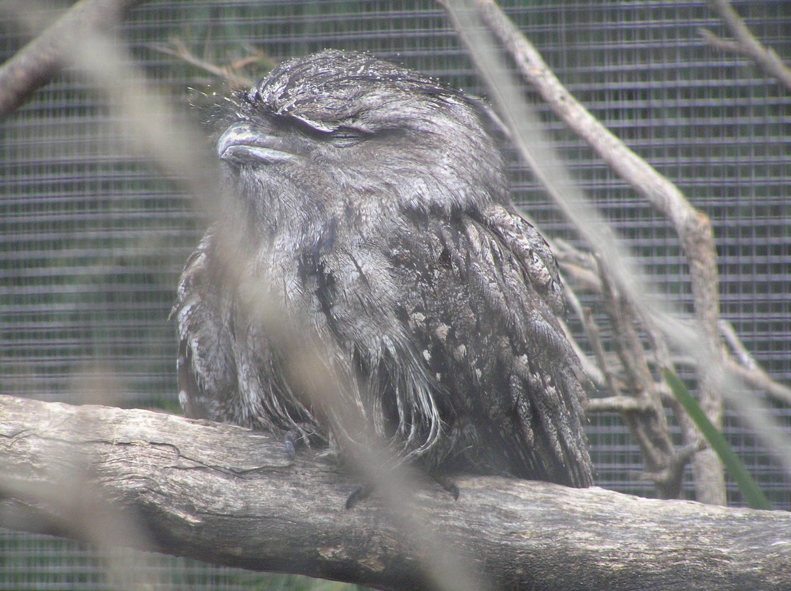 Tawny Frogmouth